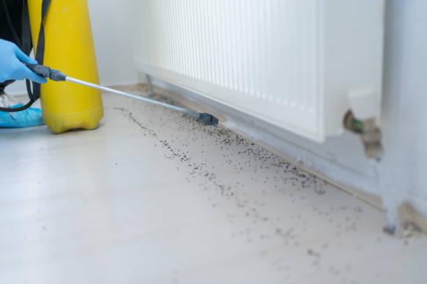 Best Pest Control Near Me  in Mission Viejo, CA